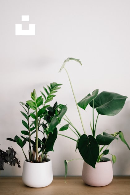 Green plant in white pot photo – Free Plant Image on Unsplash