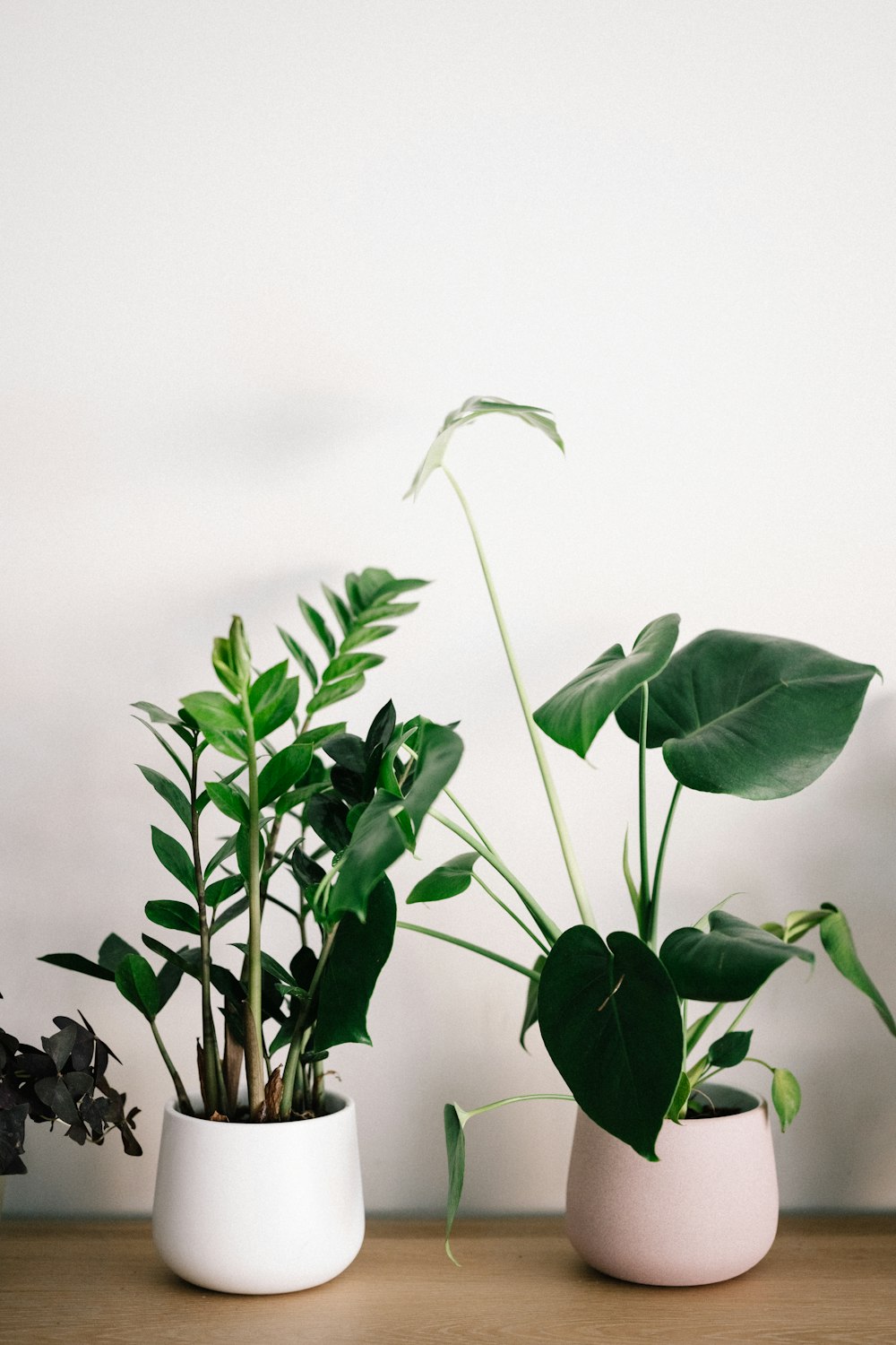 Planta verde en maceta blanca