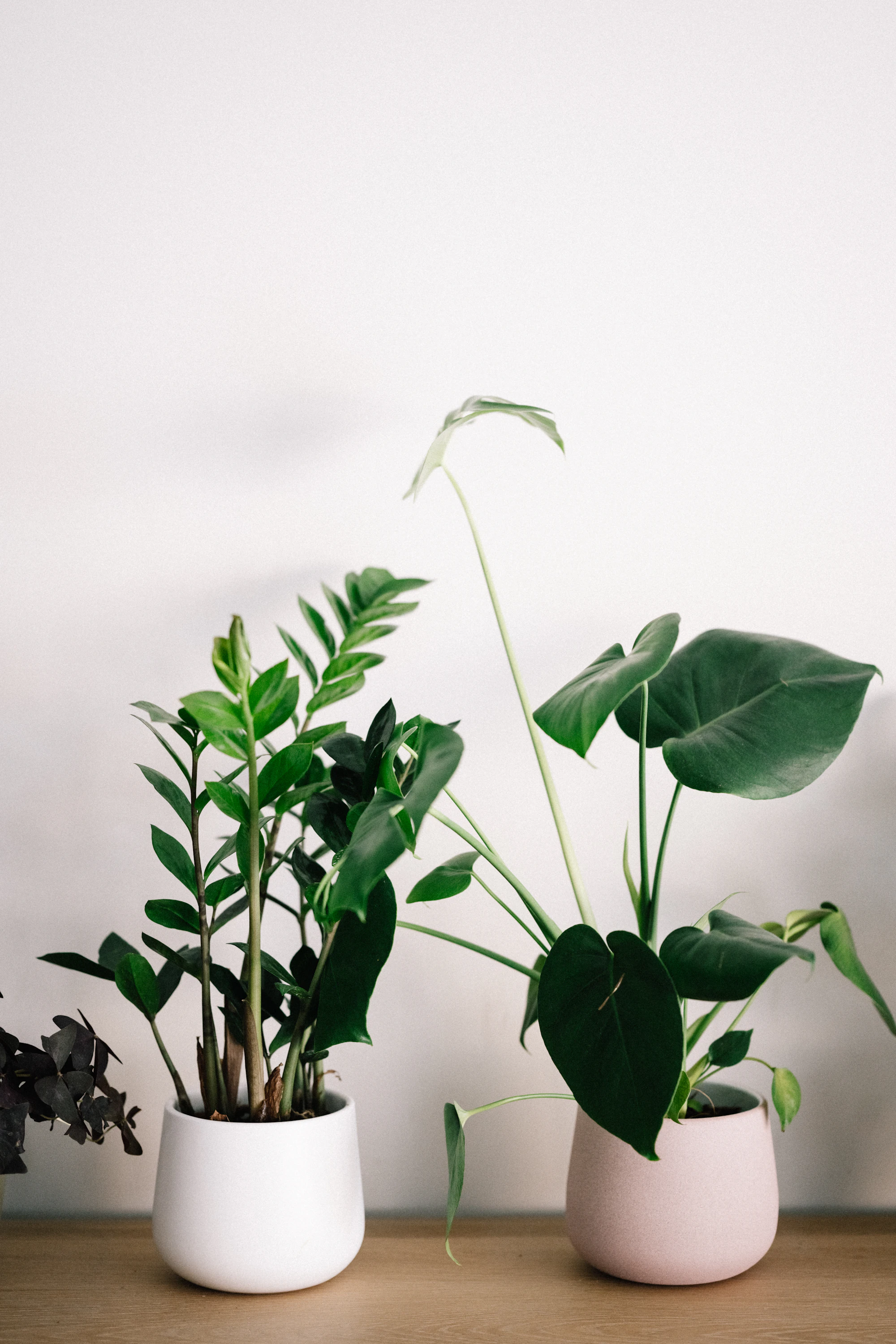 Pothos