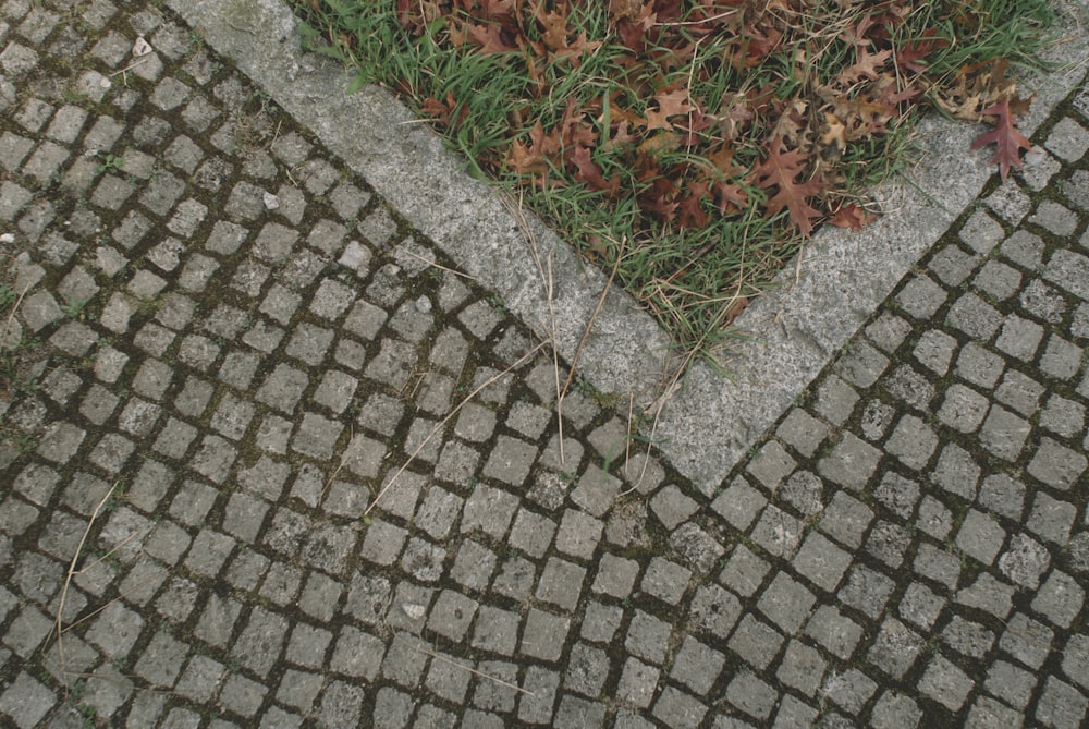 gray brick floor with dried leaves