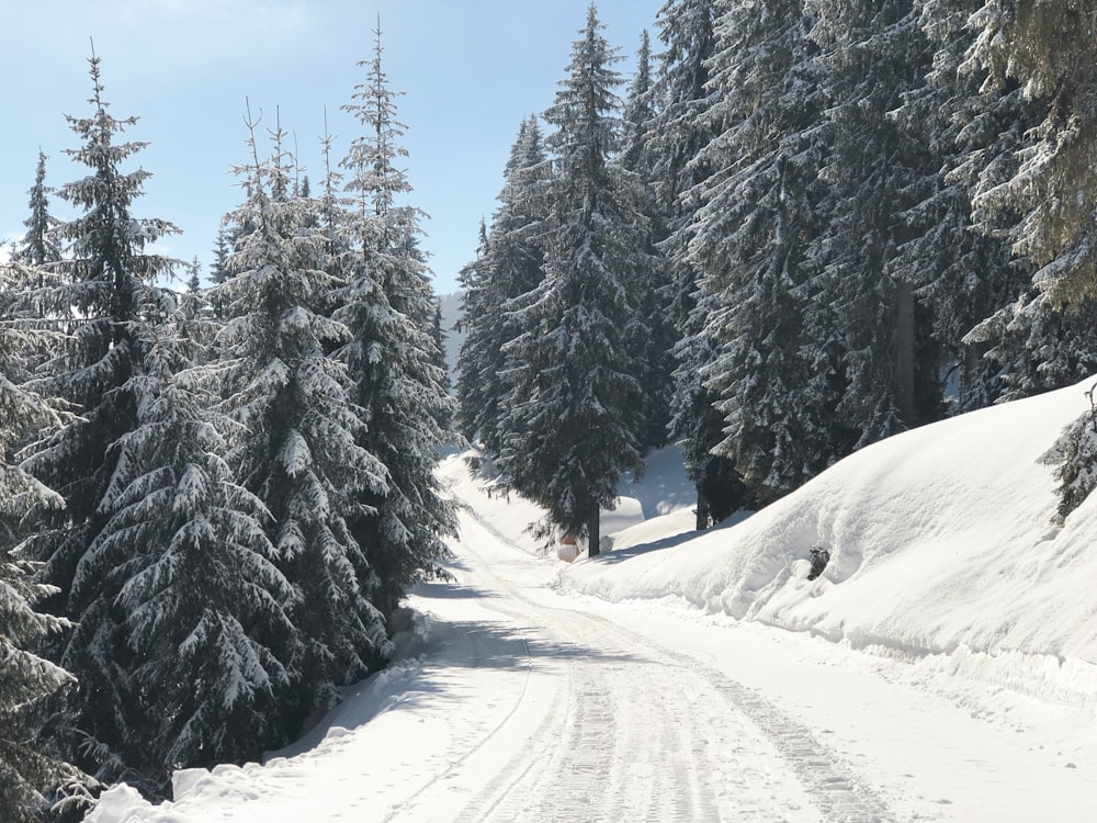 pinos cubiertos de nieve durante el día