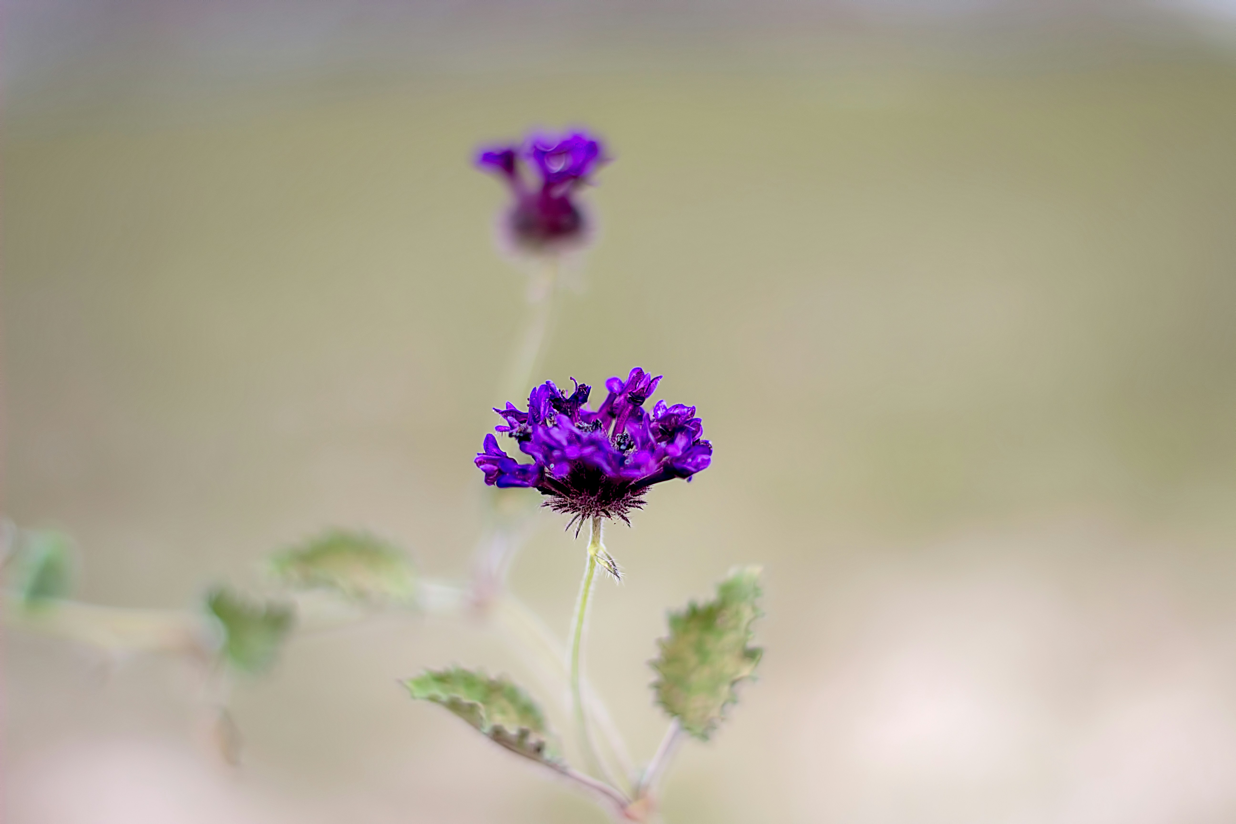 Photo by edilsan