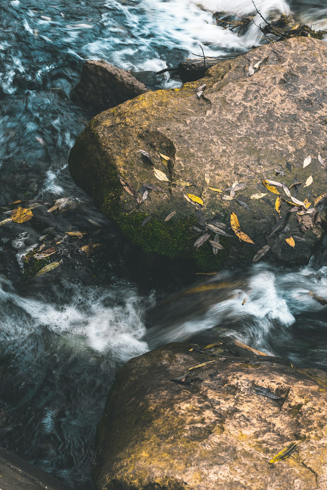 yellow and black bird on brown rock near water falls