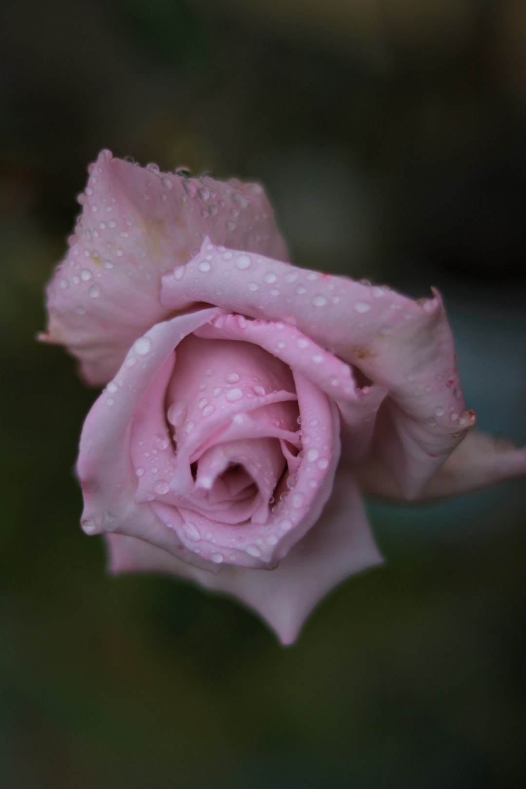 pink rose in bloom in close up photography