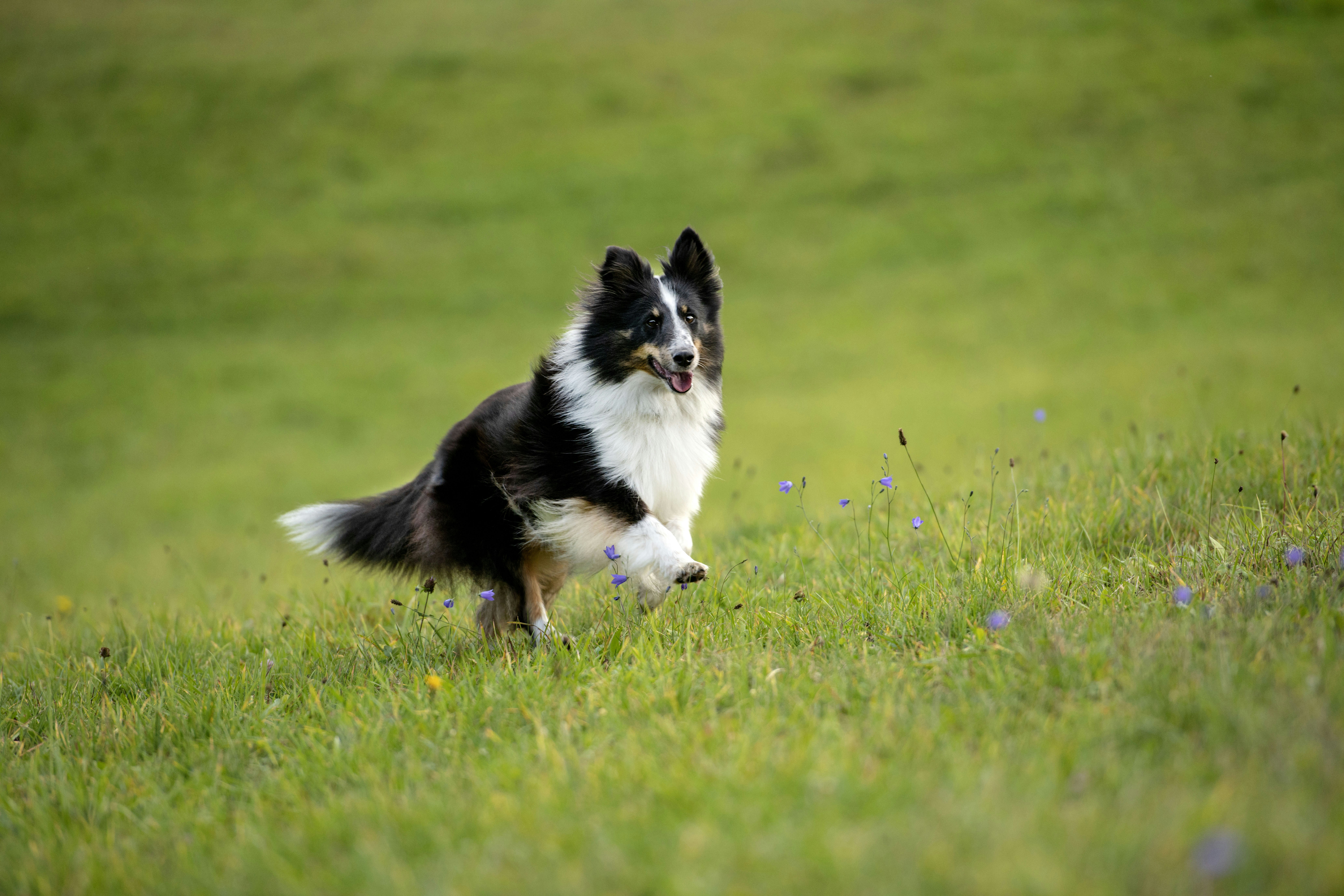 Border Collie