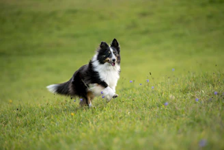 black and white border collie on green grass field during daytime