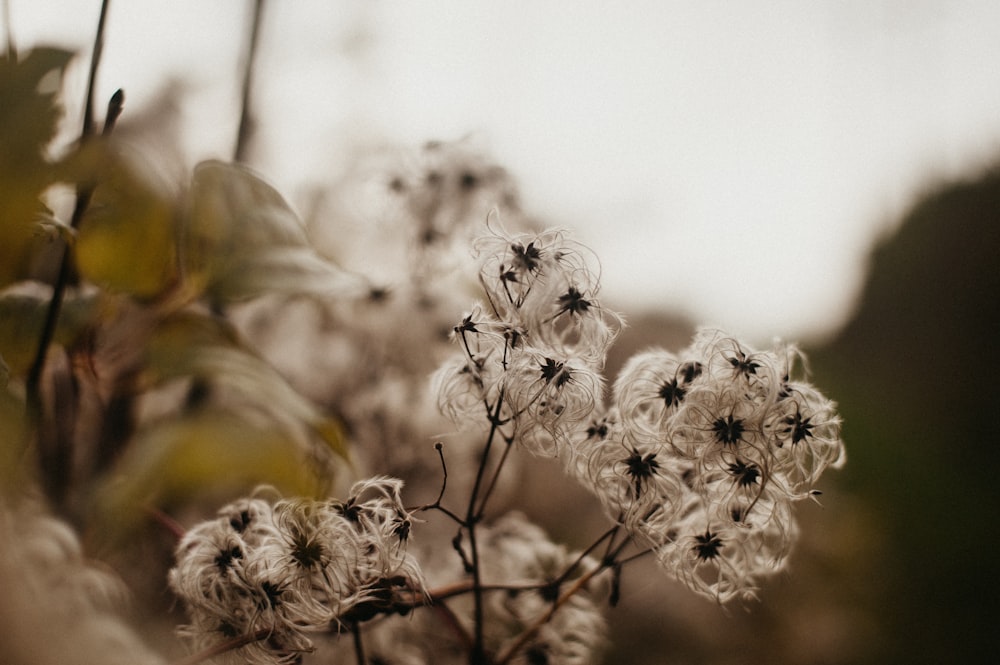 white flowers in tilt shift lens