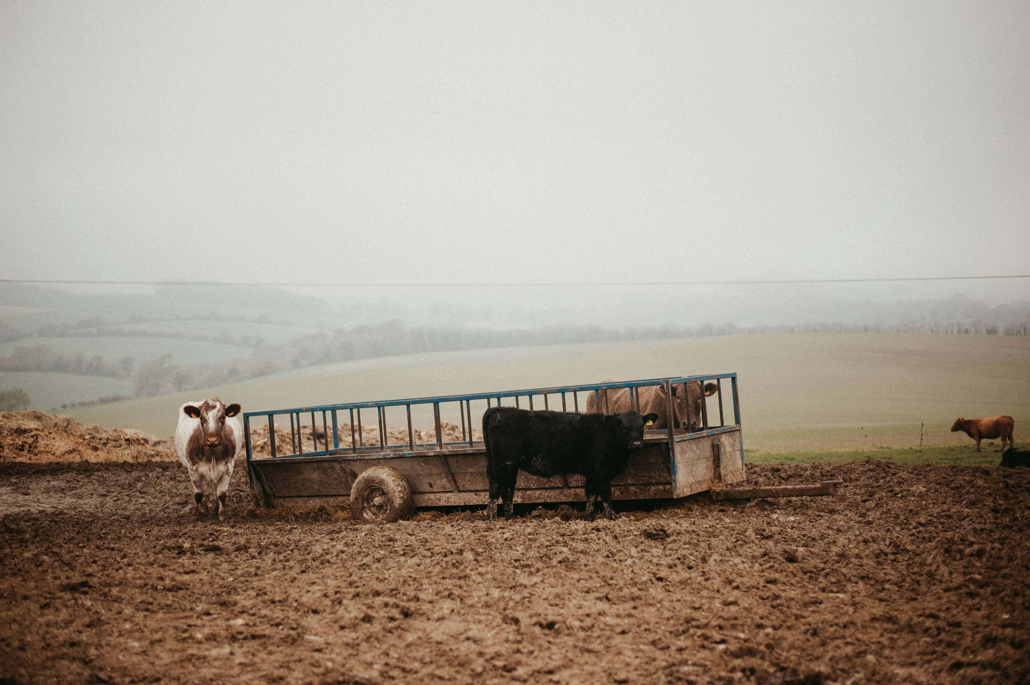 woman wearing yellow long-sleeved dress under white clouds and blue sky during daytime