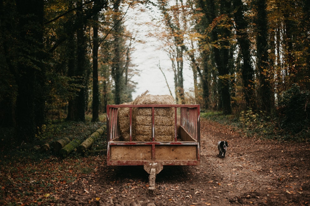 brown wooden bench on forest during daytime