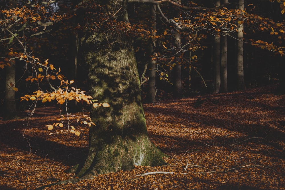 brown tree trunk on brown leaves