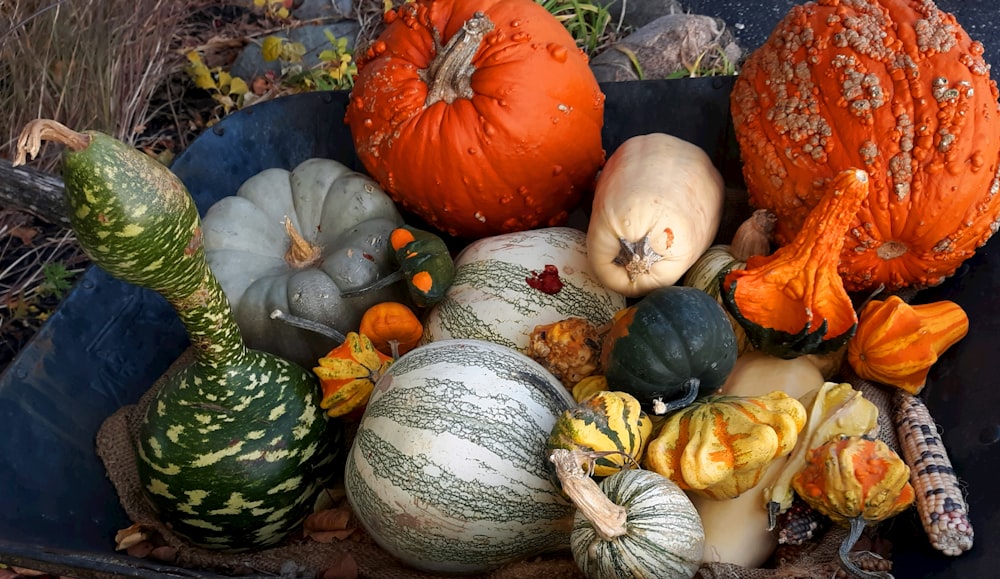 orange and green pumpkin on white floral textile