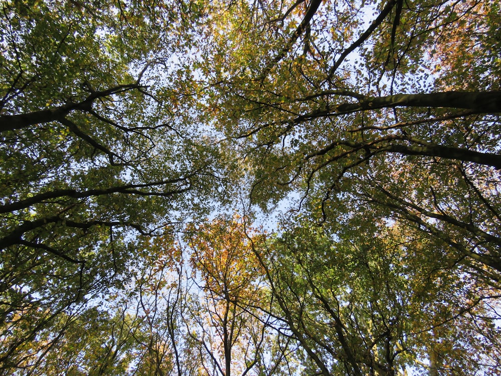 green and yellow leaf trees