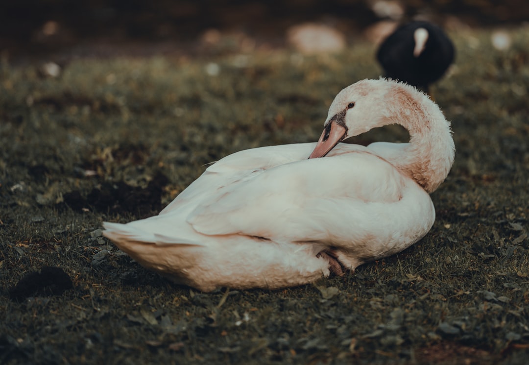 white swan on brown soil