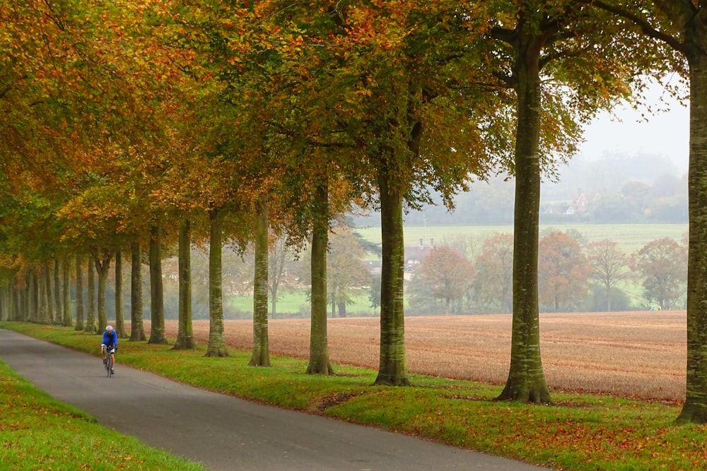 gray concrete road between trees