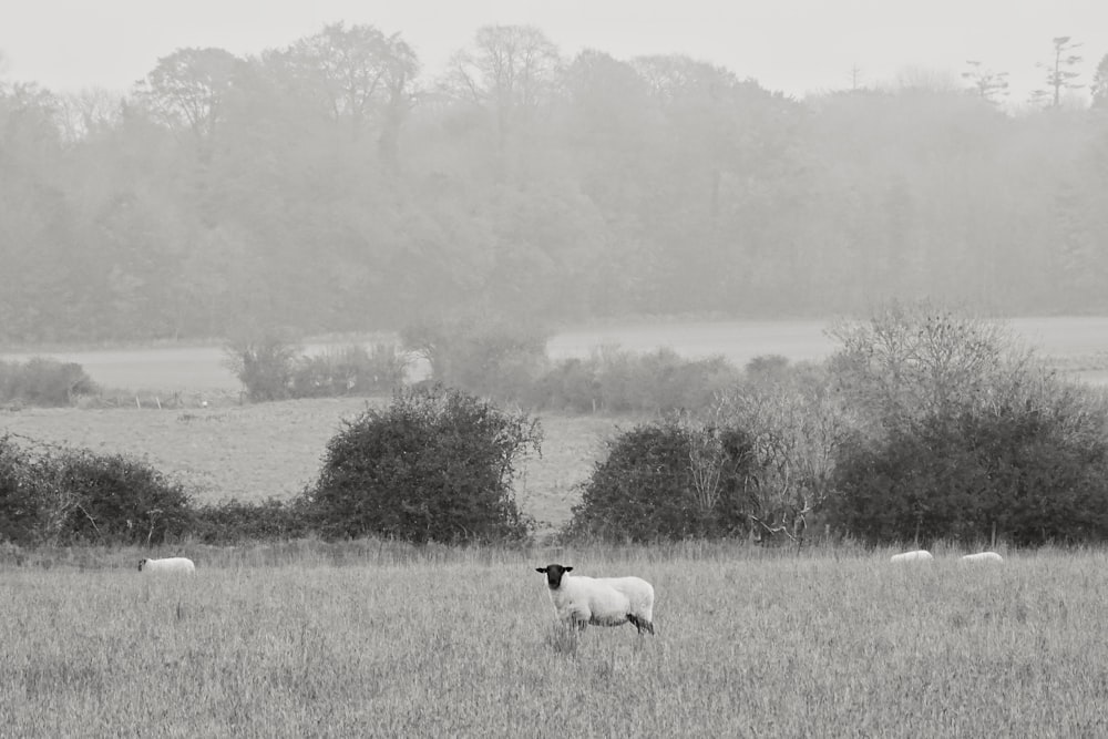 草原の白と黒の牛