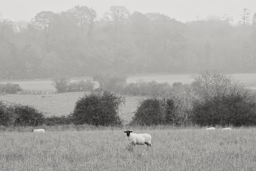 white and black cow on grass field