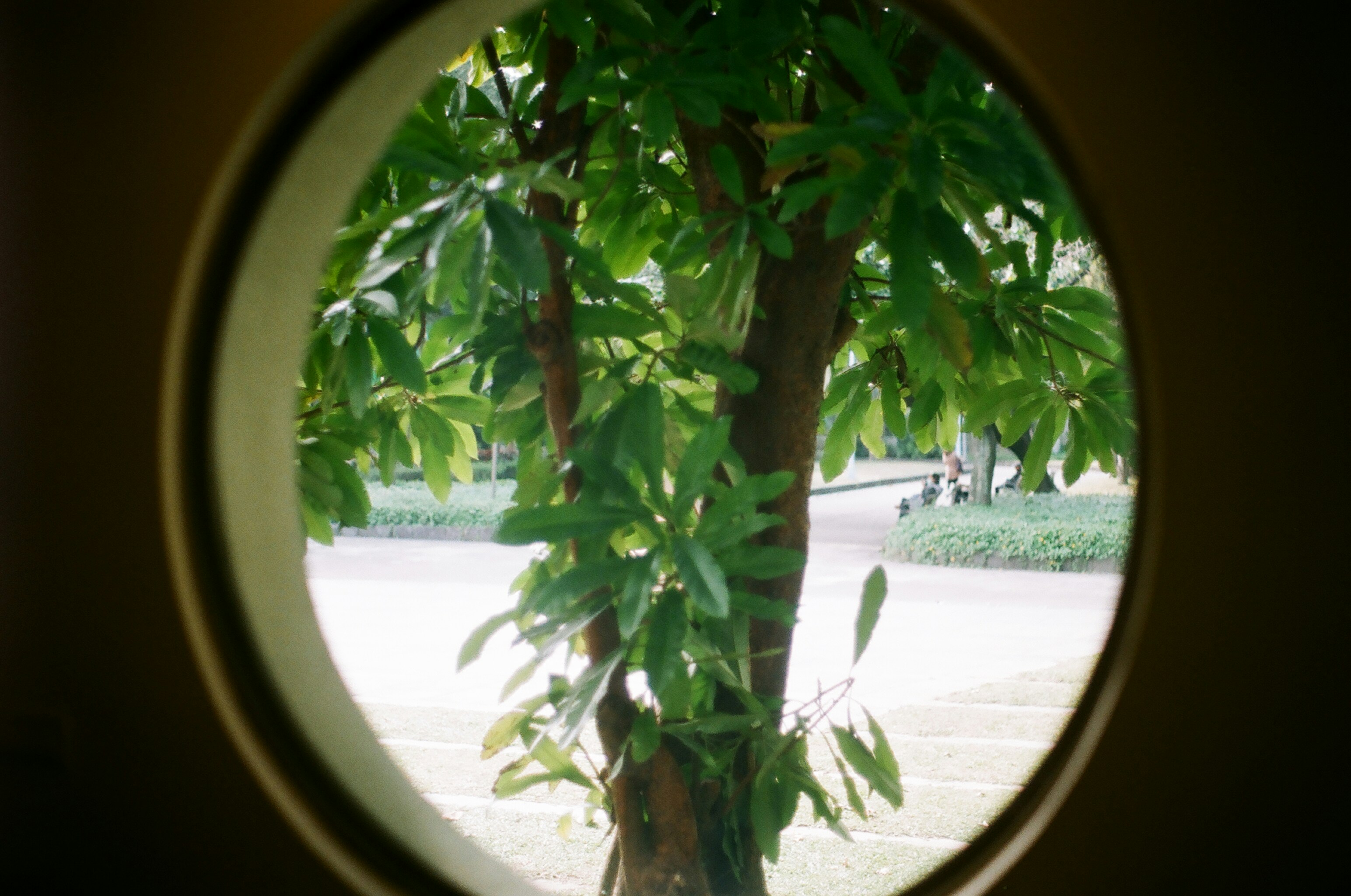 green tree near body of water during daytime