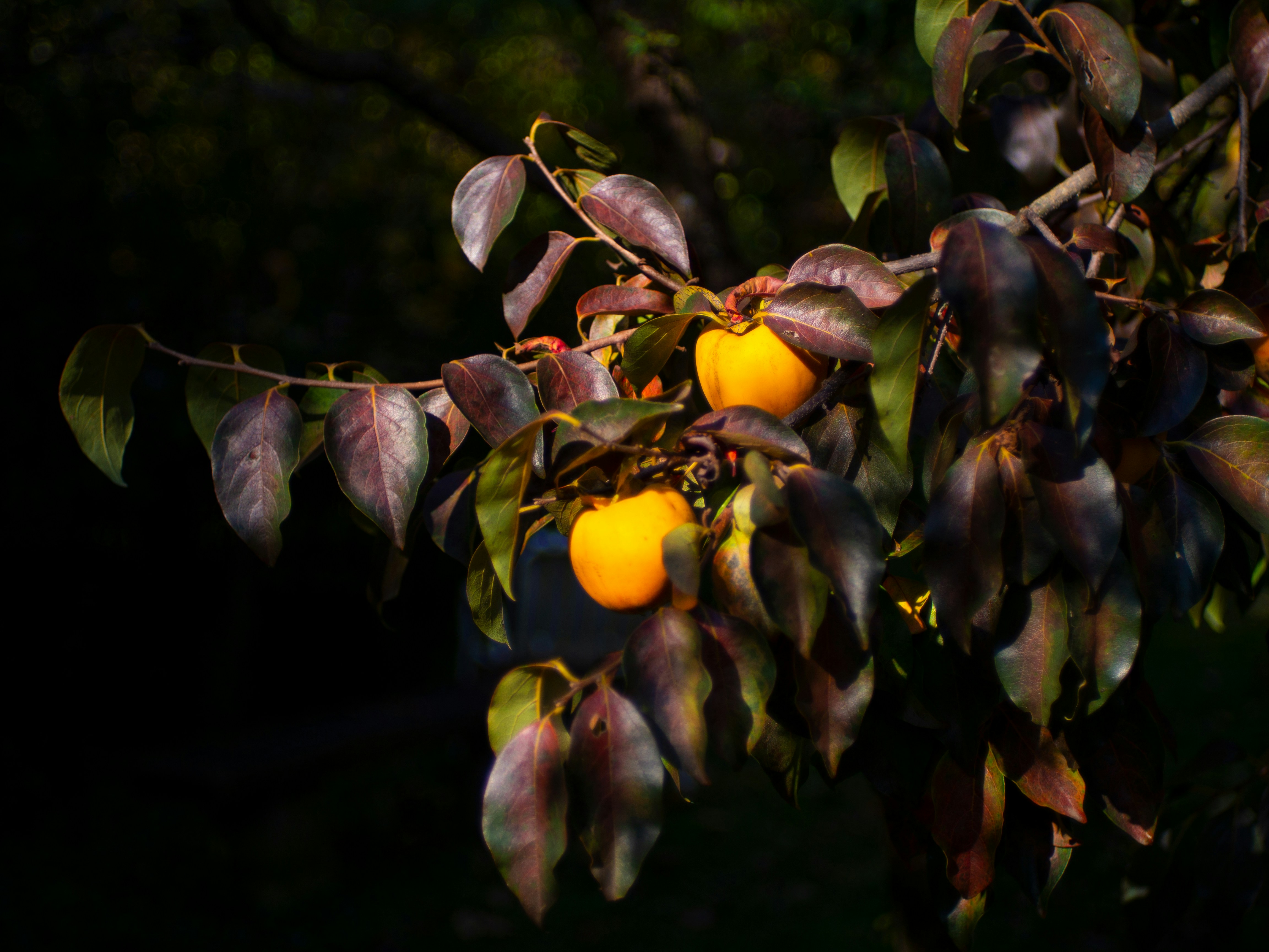 Fruits in Fluorescent Fashion (image credits: unsplash)