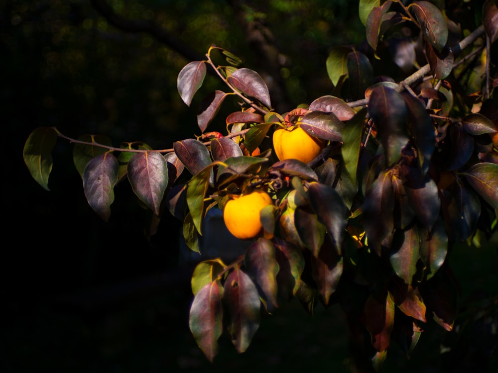 Persimmon Tree Pictures | Download Free Images on Unsplash