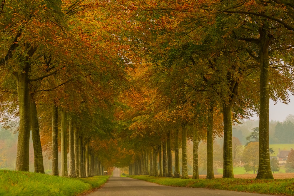 gray concrete road between trees