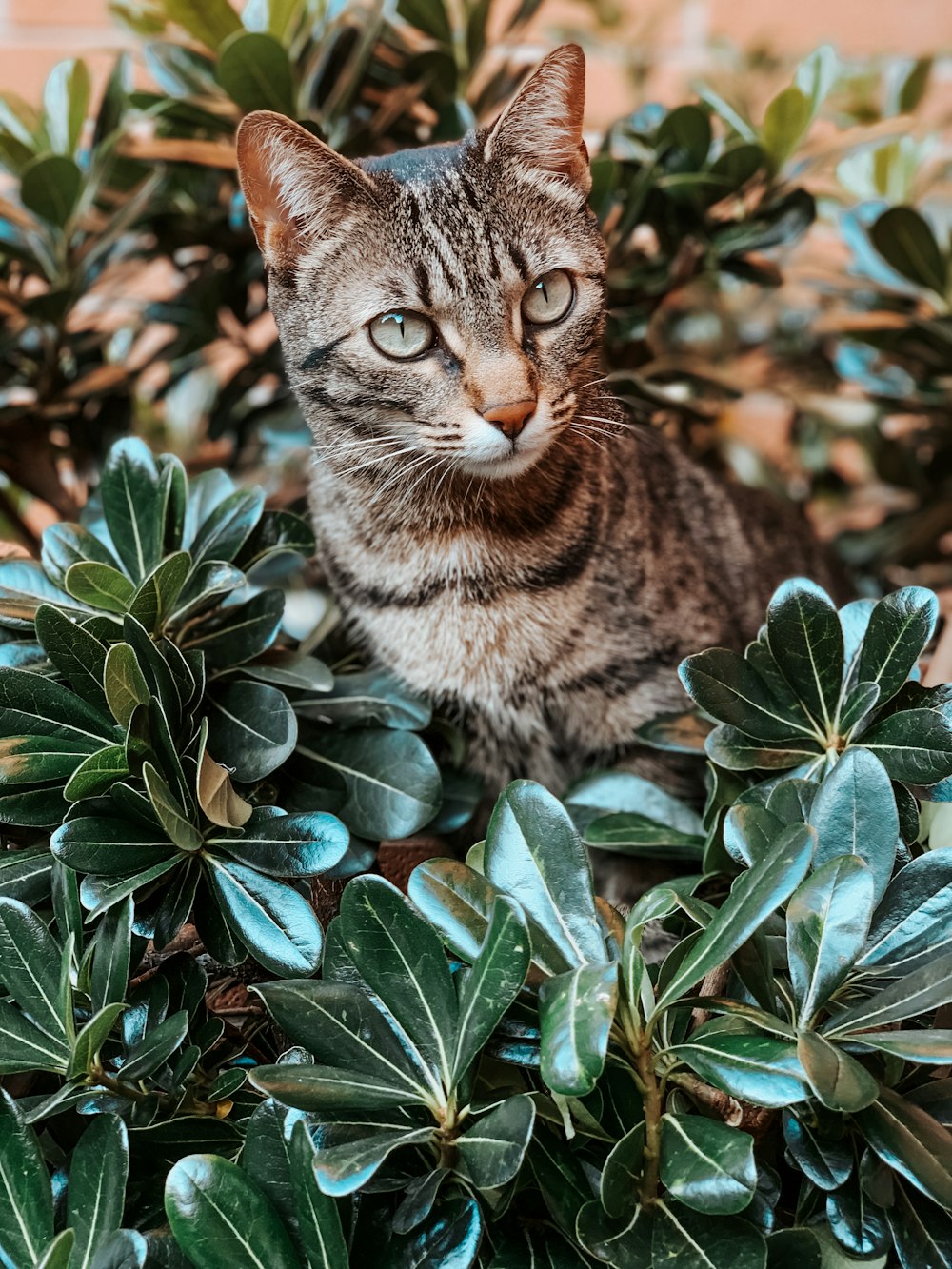 brown tabby cat on green plant