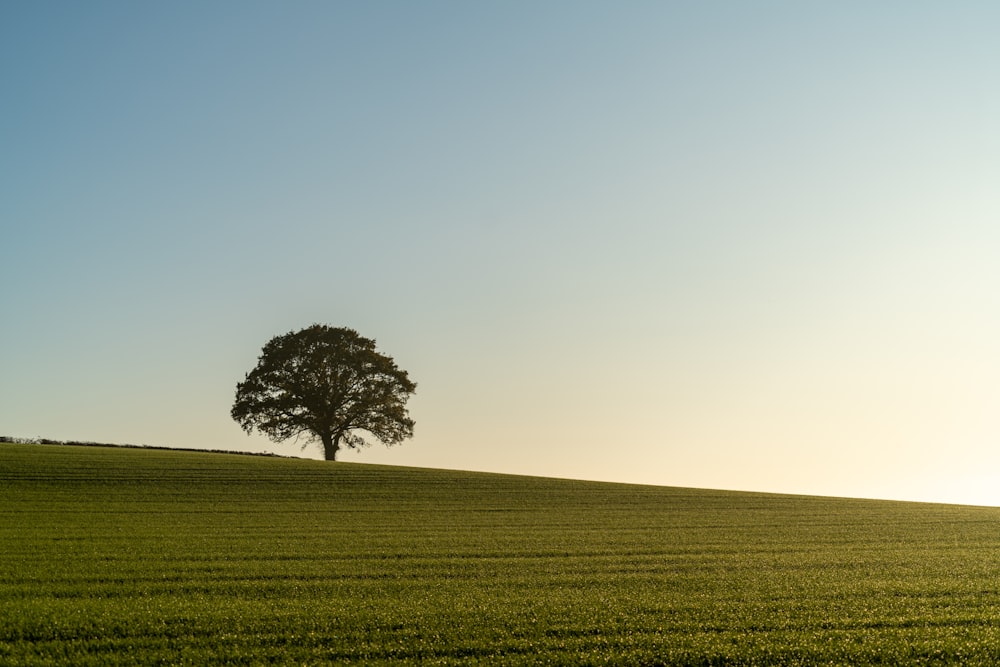 grüner Baum auf grünem Grasfeld tagsüber