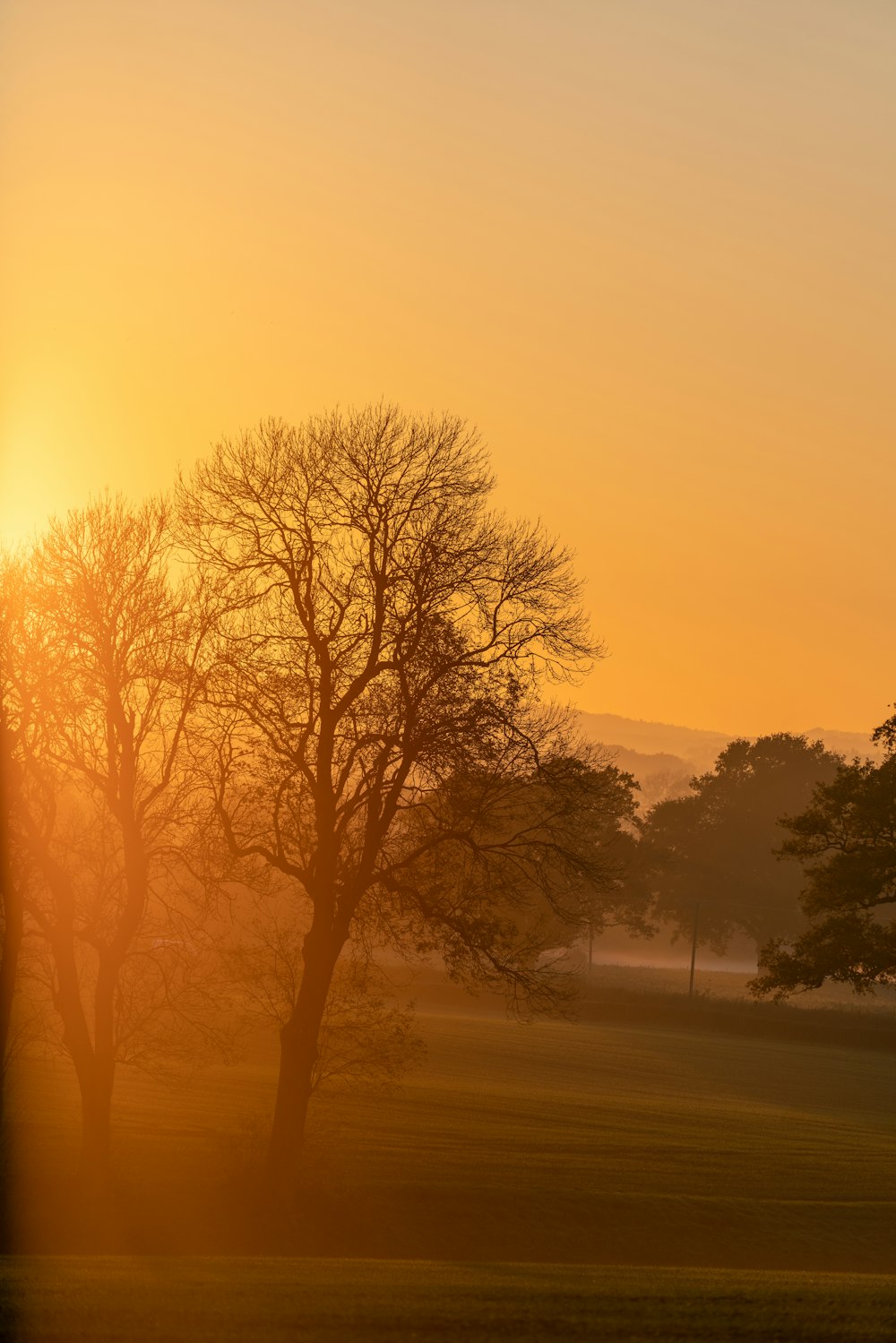 albero senza foglie sul campo durante il tramonto