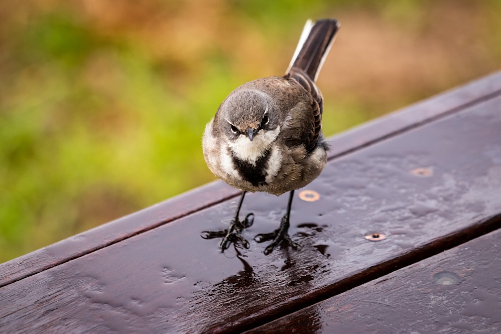 pássaro preto e branco na mesa de madeira marrom
