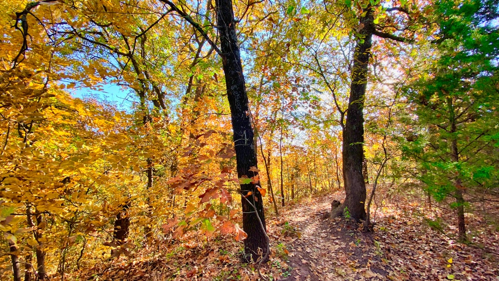 brown and green trees under blue sky during daytime