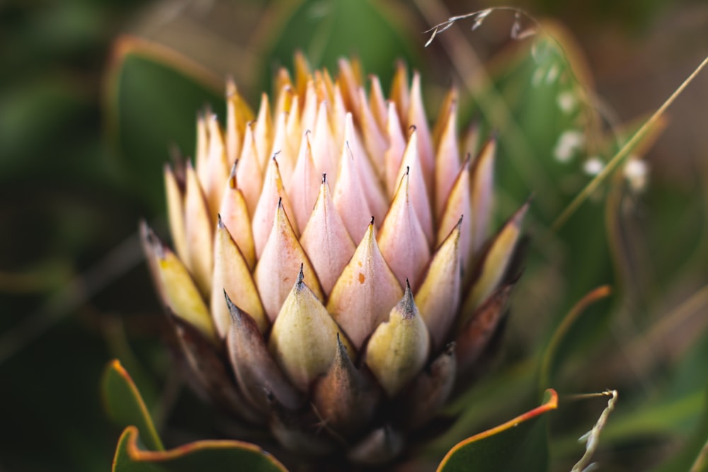 green and brown plant in close up photography