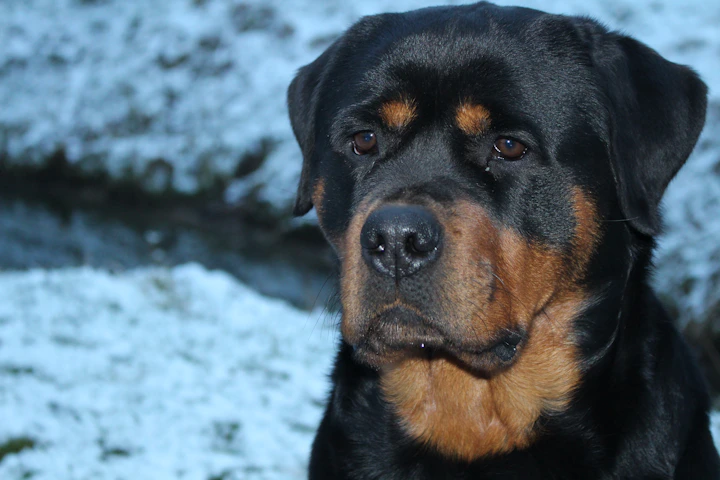 black and tan rottweiler puppy