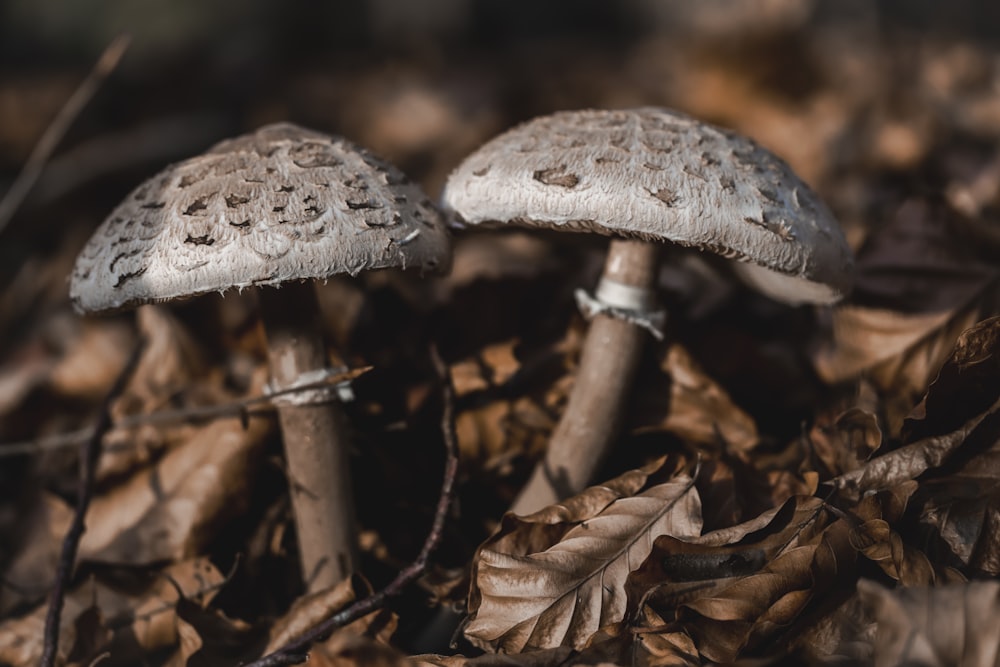 white mushroom on brown dried leaves