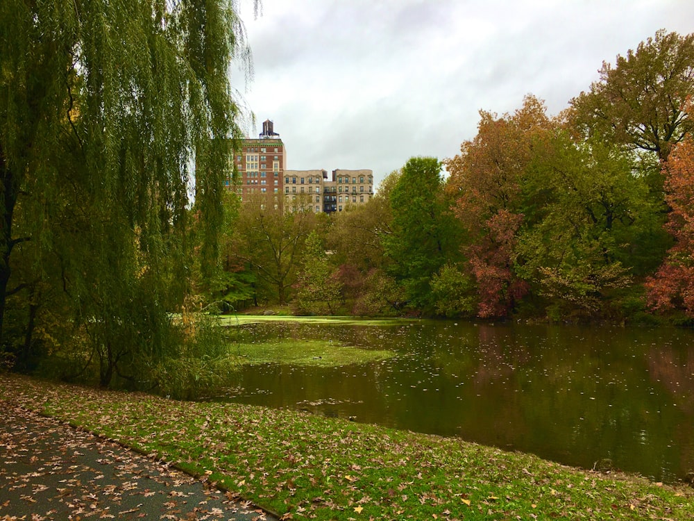 green trees near river during daytime