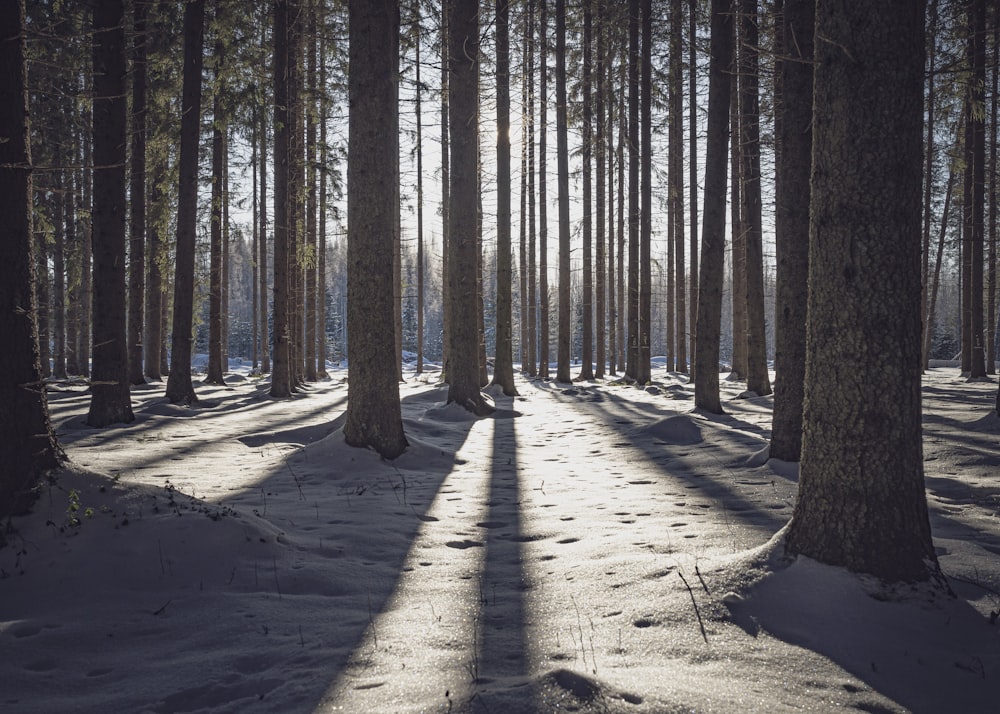 brown trees on brown sand during daytime