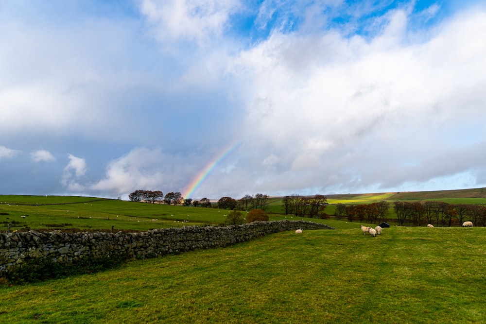 green grass field under blue sky with white clouds during daytime