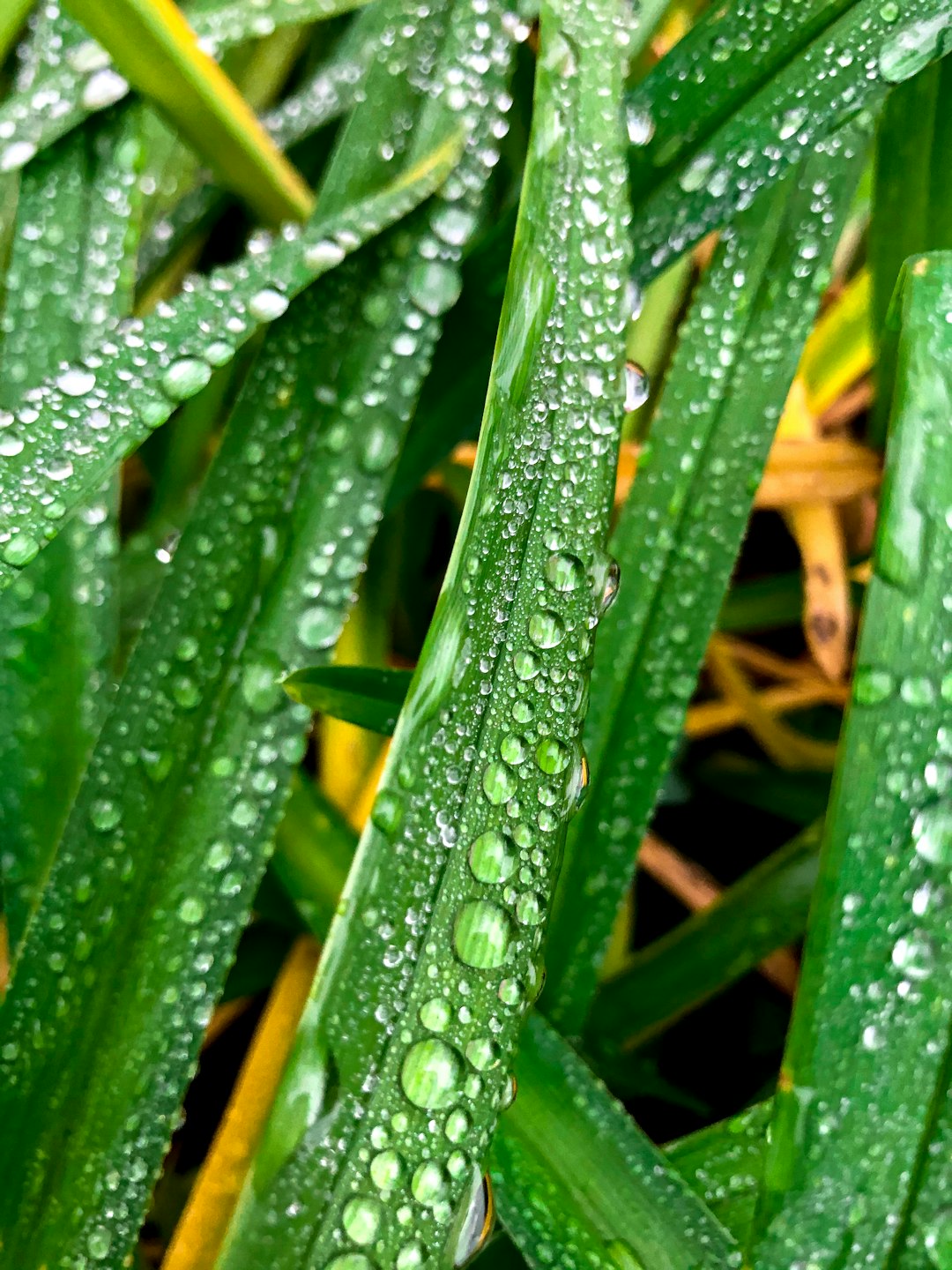 water droplets on green plant