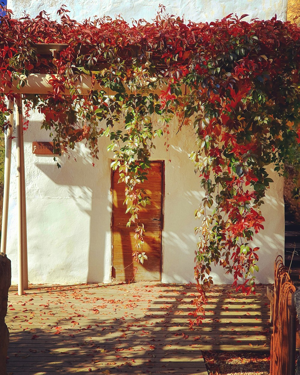 red and green leaf tree