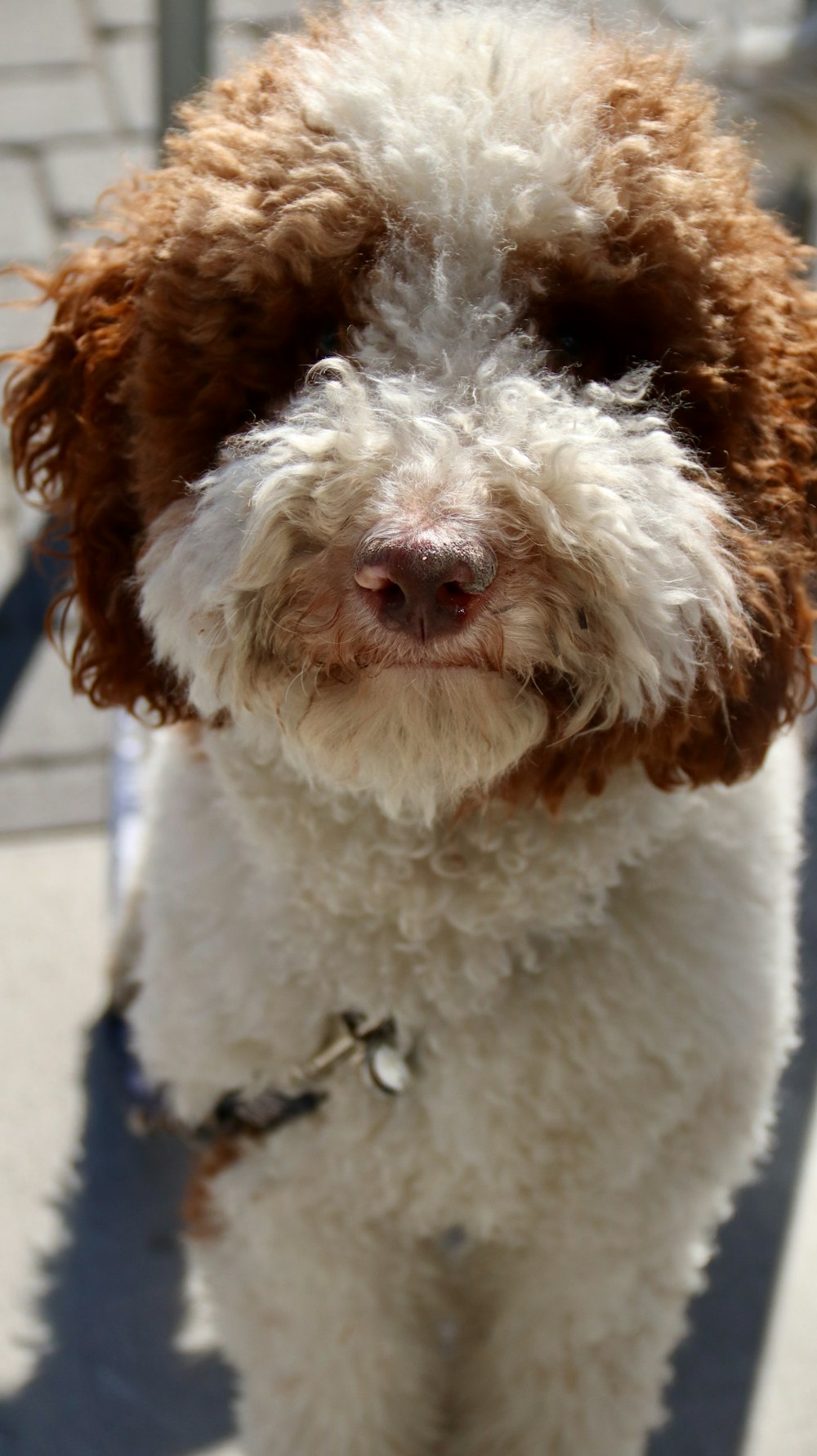 white and brown curly coated dog