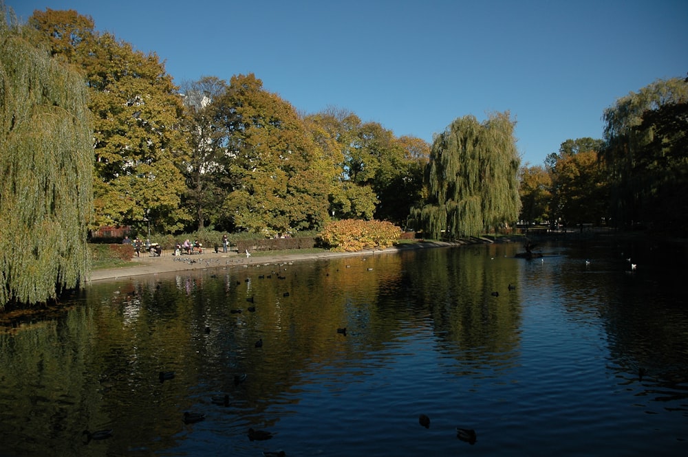 green trees beside river during daytime