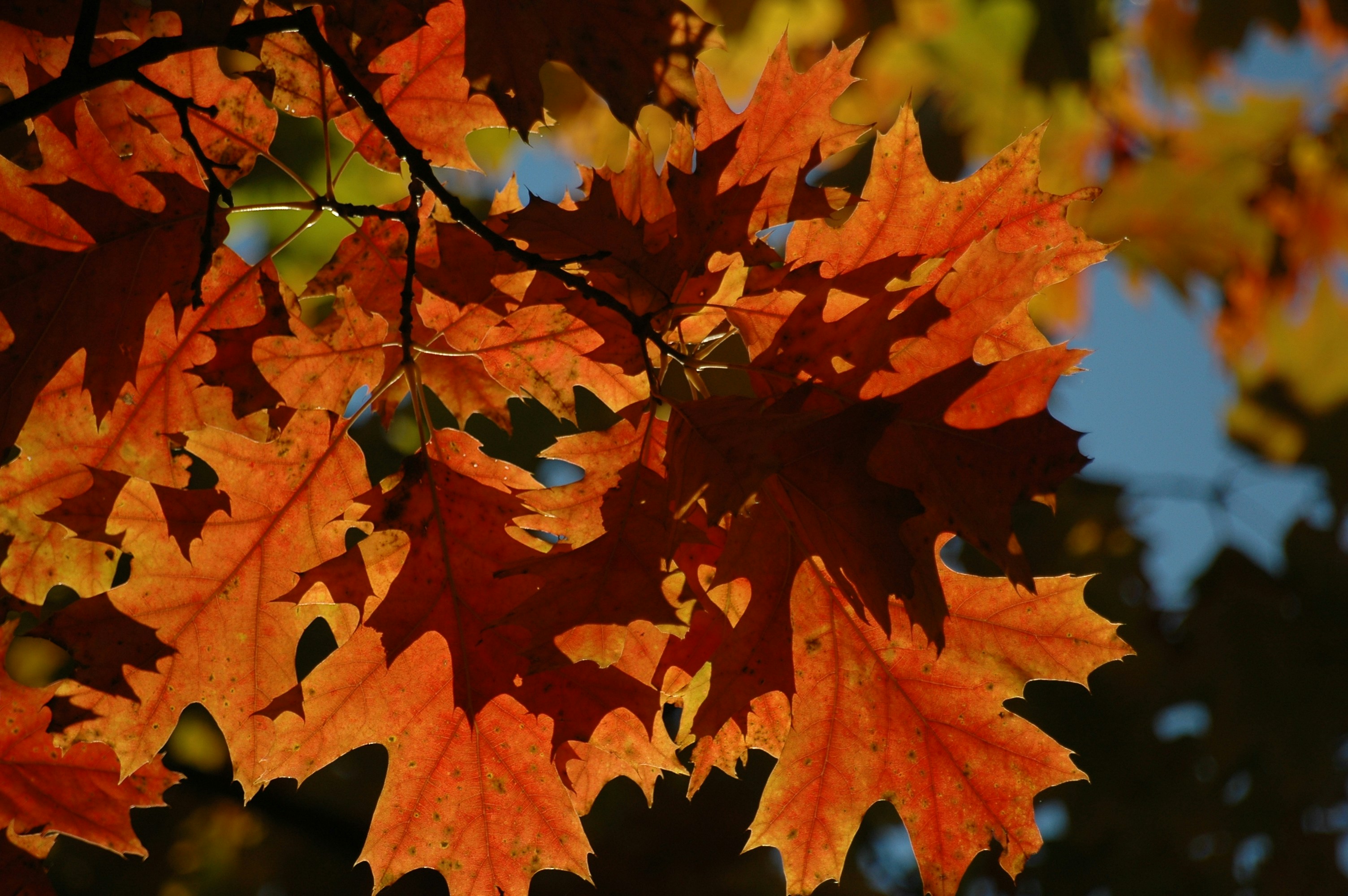 red maple leaf in close up photography