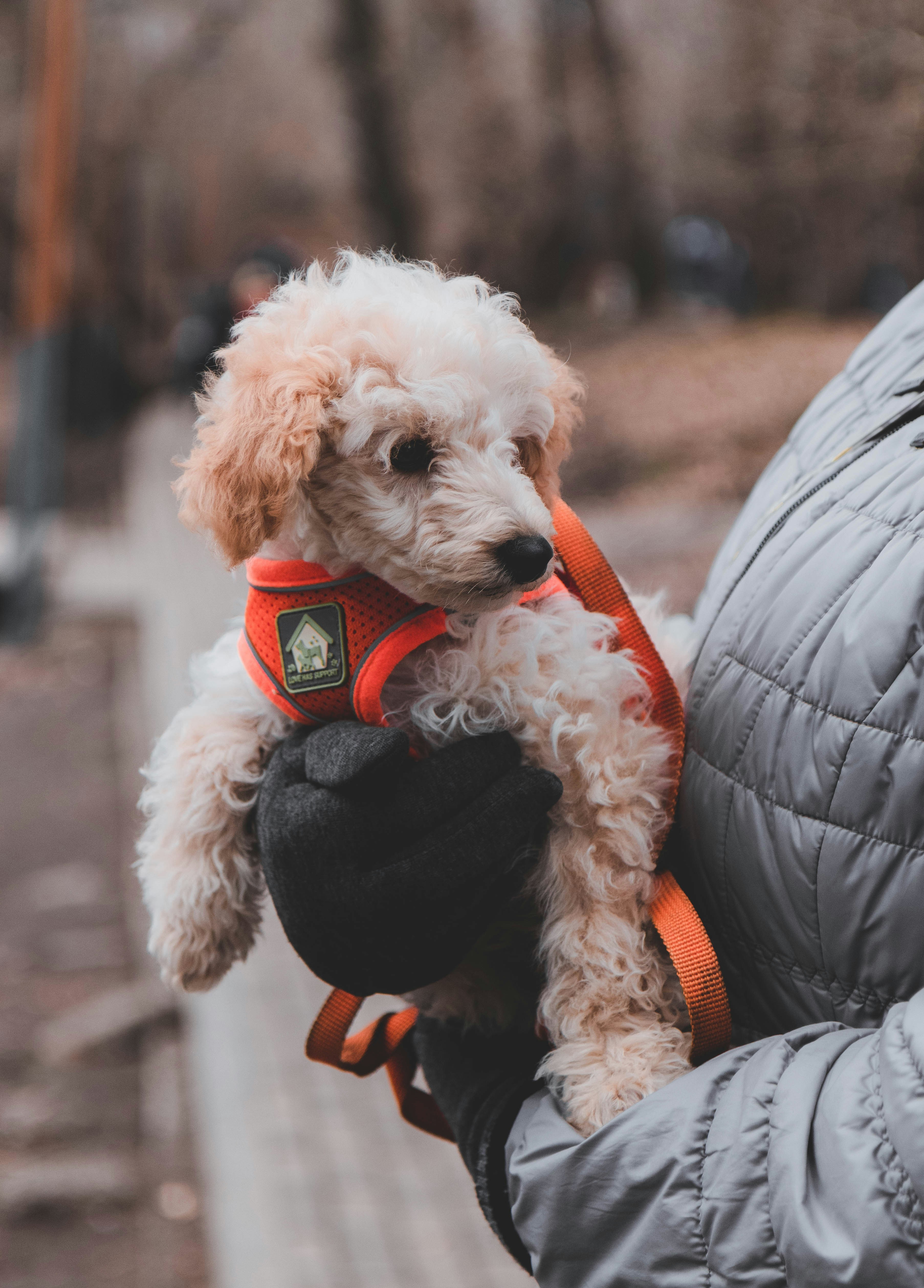 white poodle puppy on black leather motorcycle seat