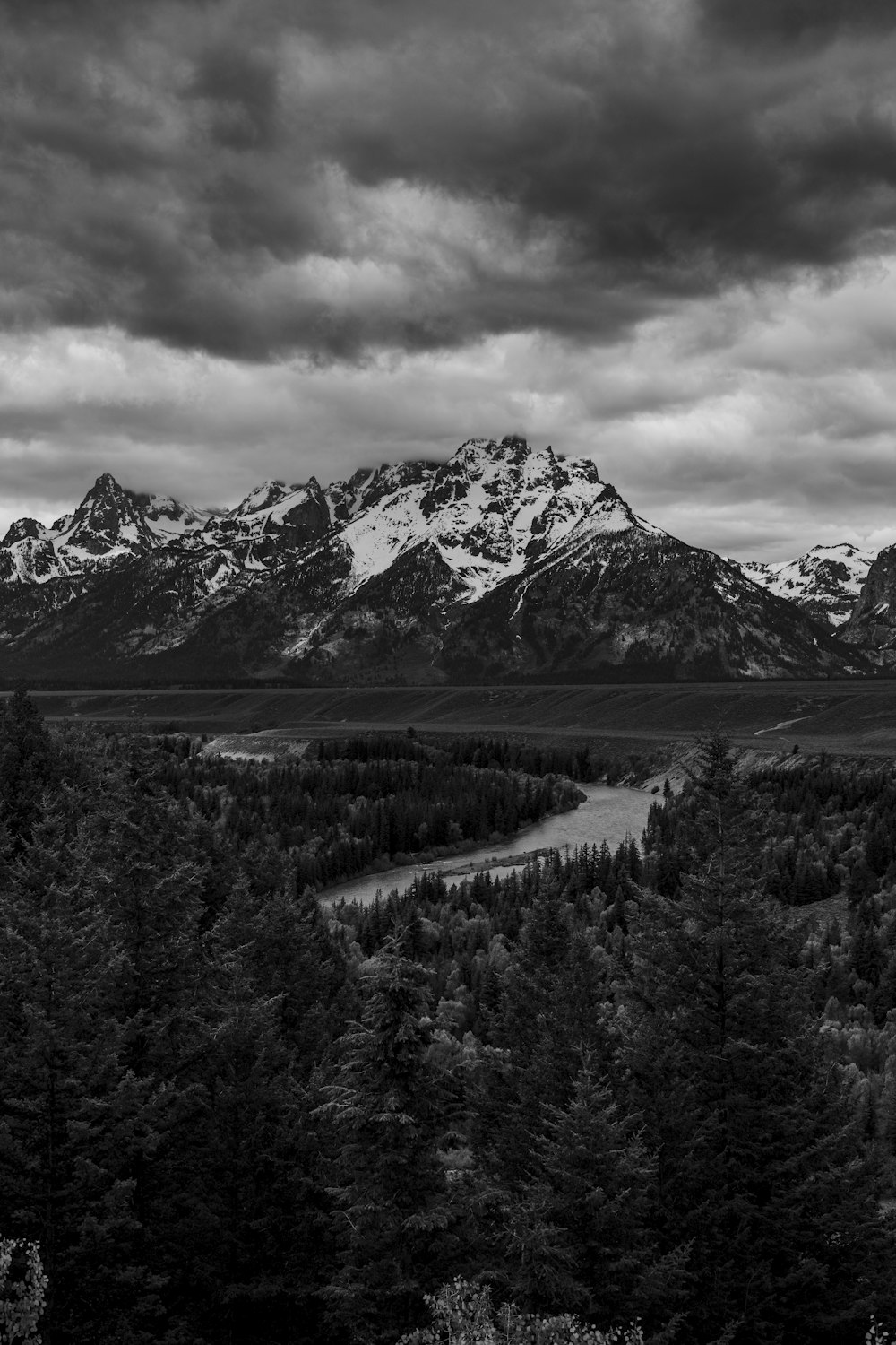 grayscale photo of trees and mountains