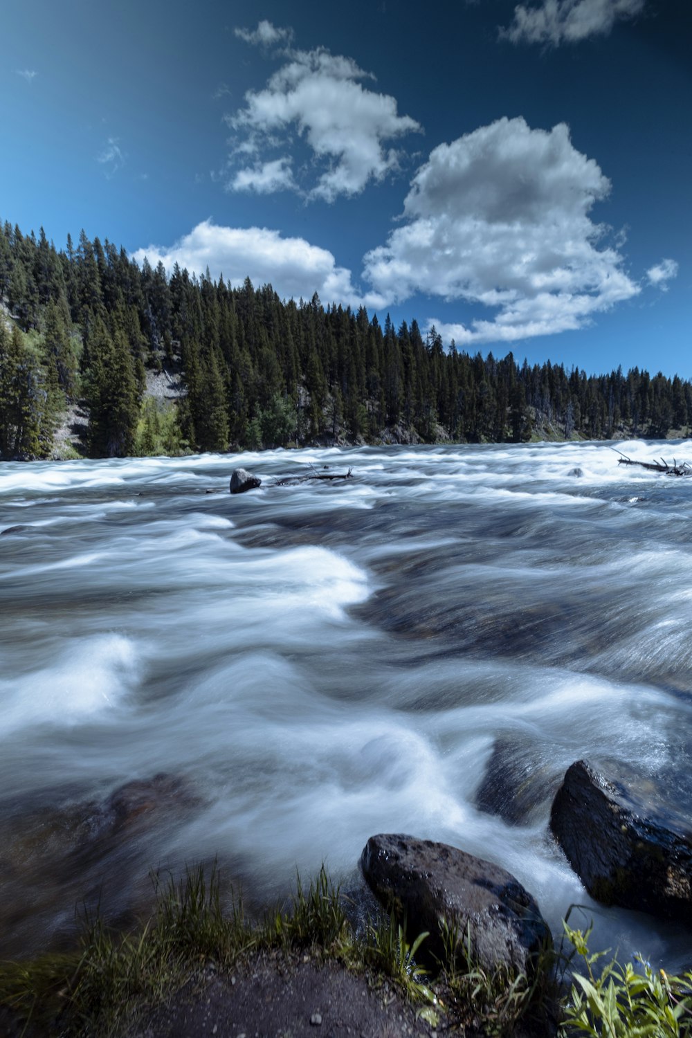 green pine trees beside river under blue sky during daytime