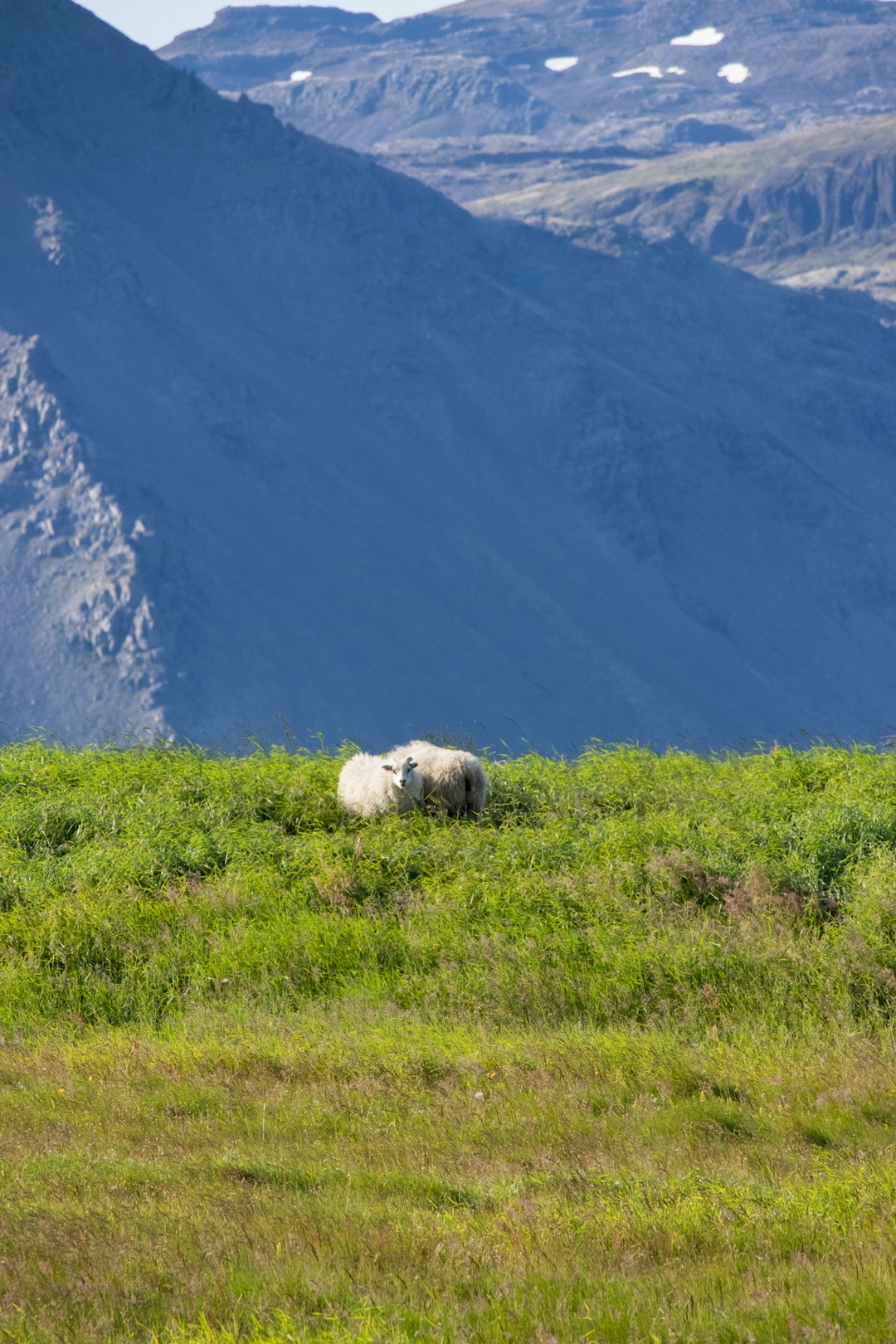 white sheep on green grass field during daytime