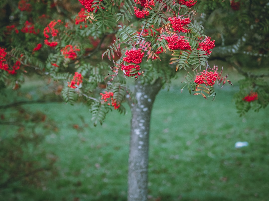 red and white flowers in tilt shift lens