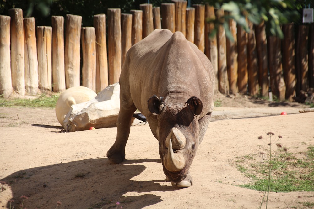 brown rhinoceros on brown sand during daytime