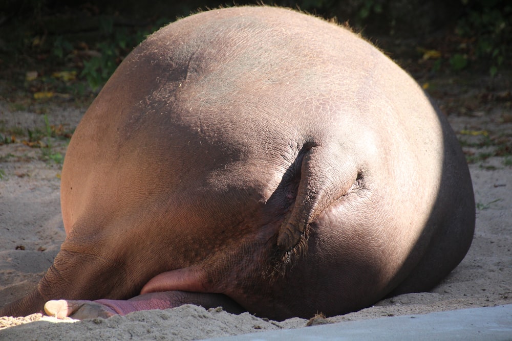 brown seal lying on pink textile