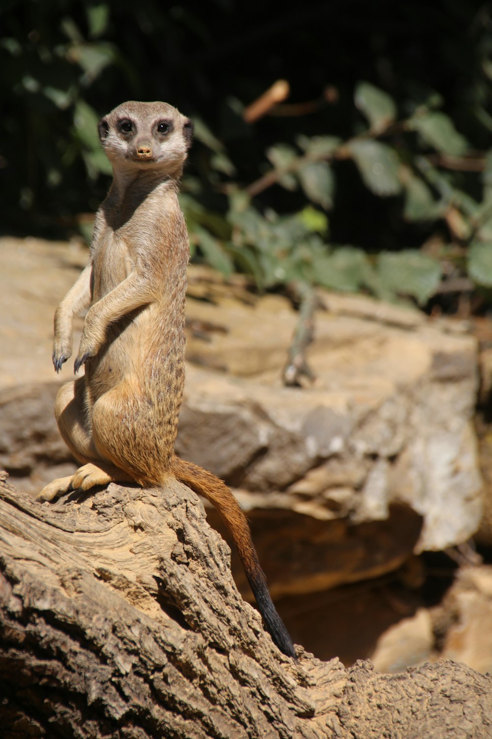 brown and white meerkat on brown rock during daytime