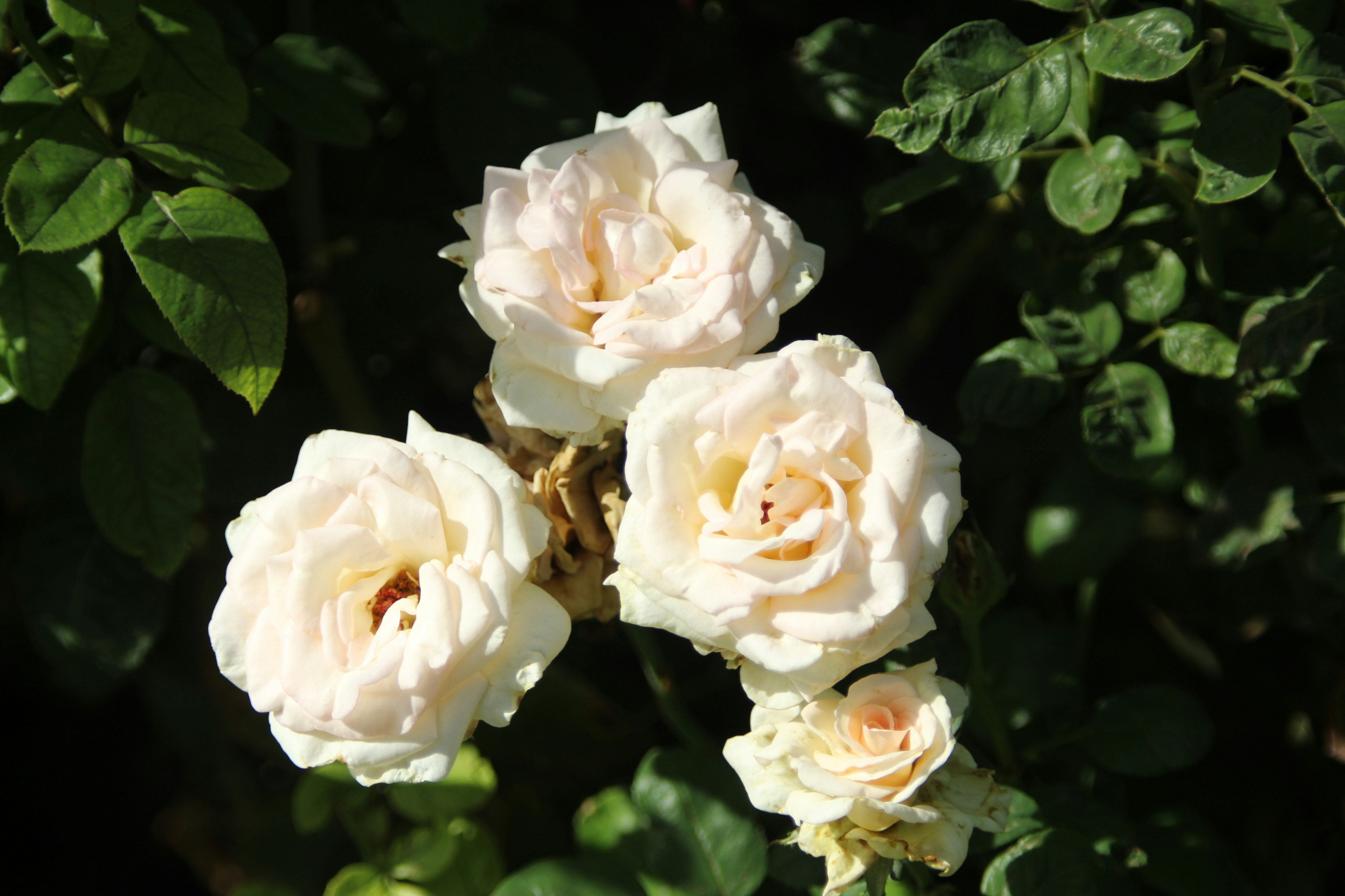 Weiße Rosen in Nahaufnahmen