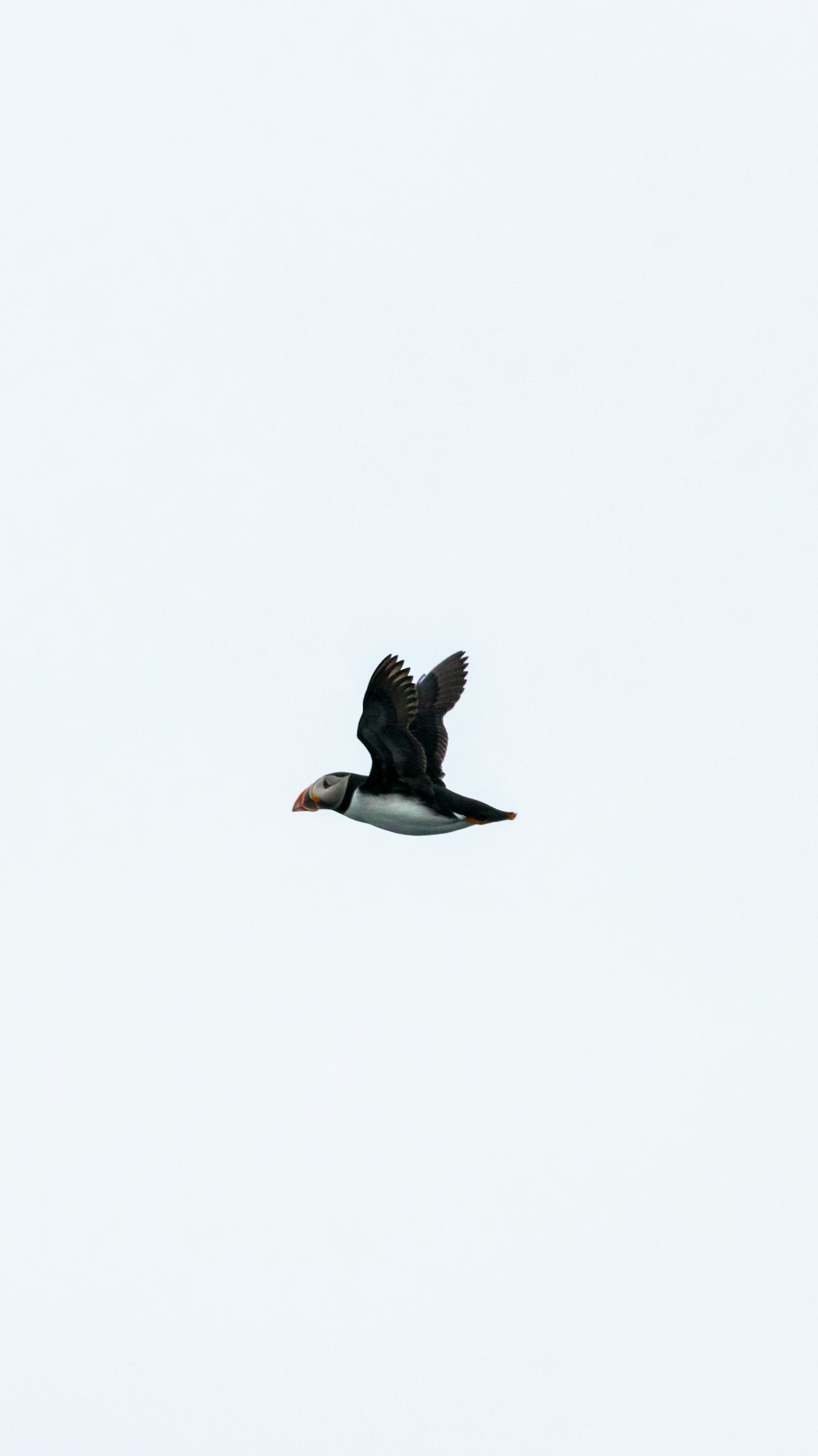 black and white bird flying